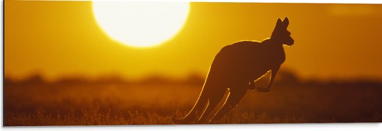 Dibond - Zonsondergang Silhouet van een Kangoeroe - 90x30 cm Foto op Aluminium (Wanddecoratie van metaal)
