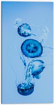 WallClassics - Dibond - Blauwe Zwemmende Kwallen in het Water - 50x100 cm Foto op Aluminium (Wanddecoratie van metaal)