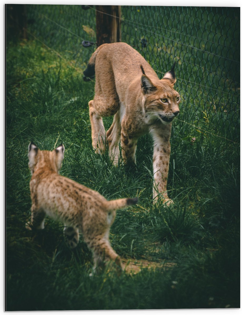 Dibond - Baby Lynx met Moeder achter Hek - 60x80 cm Foto op Aluminium (Met Ophangsysteem)