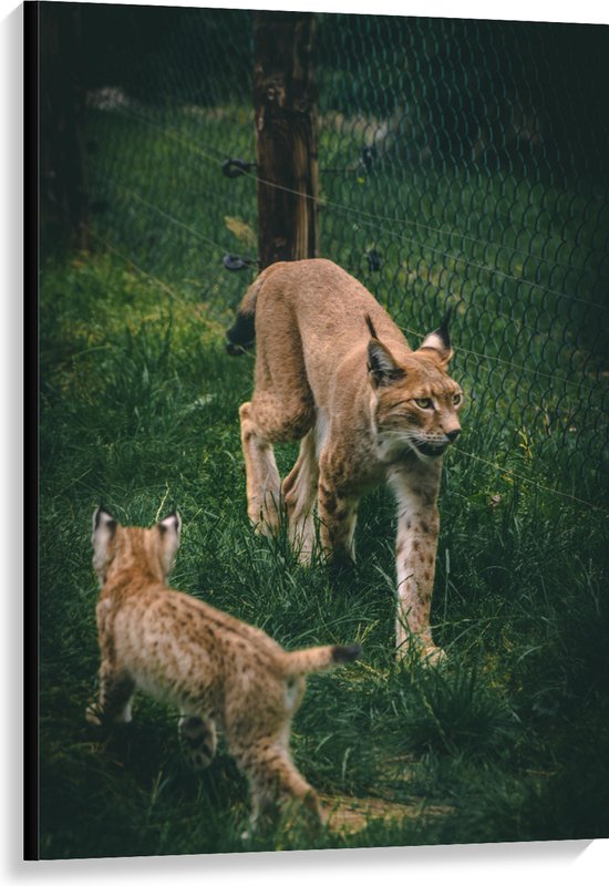 WallClassics - Canvas - Baby Lynx met Moeder achter Hek - 80x120 cm Foto op Canvas Schilderij (Wanddecoratie op Canvas)