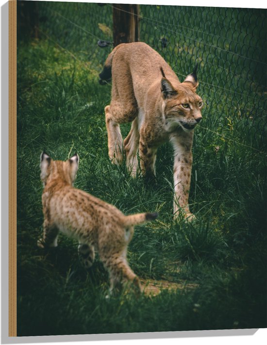 WallClassics - Hout - Baby Lynx met Moeder achter Hek - 60x80 cm - 9 mm dik - Foto op Hout (Met Ophangsysteem)