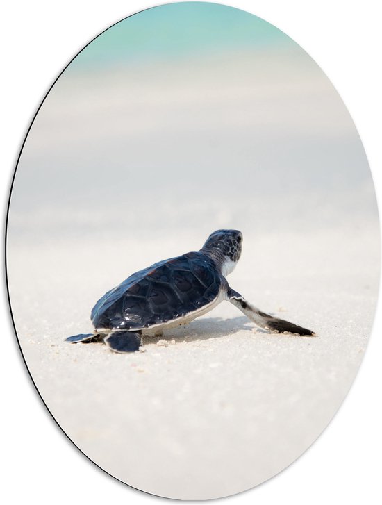 WallClassics - Dibond Ovaal - Babyschildpad lopend op het Strand - 60x80 cm Foto op Ovaal (Met Ophangsysteem)