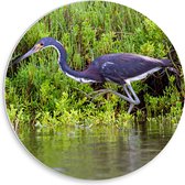 WallClassics - PVC Schuimplaat Muurcirkel - Blauwe Reiger lopend in het Water - 30x30 cm Foto op Muurcirkel (met ophangsysteem)