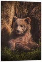 WallClassics - Panneau en mousse PVC – Bébé ours assis dans l'herbe avec sa mère – Photo 60 x 90 cm sur panneau en mousse PVC
