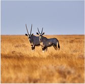 Poster Glanzend – Spiesbokken in het Hoge Gras - 50x50 cm Foto op Posterpapier met Glanzende Afwerking