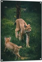 WallClassics - Tuinposter – Baby Lynx met Moeder achter Hek - 70x105 cm Foto op Tuinposter (wanddecoratie voor buiten en binnen)