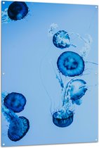 WallClassics - Tuinposter – Blauwe Zwemmende Kwallen in het Water - 100x150 cm Foto op Tuinposter (wanddecoratie voor buiten en binnen)