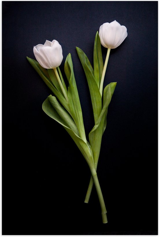 WallClassics - Poster (Matte) - Pink Roses Flower Duo - 40x60 cm Photo sur Papier Poster avec un aspect Mat