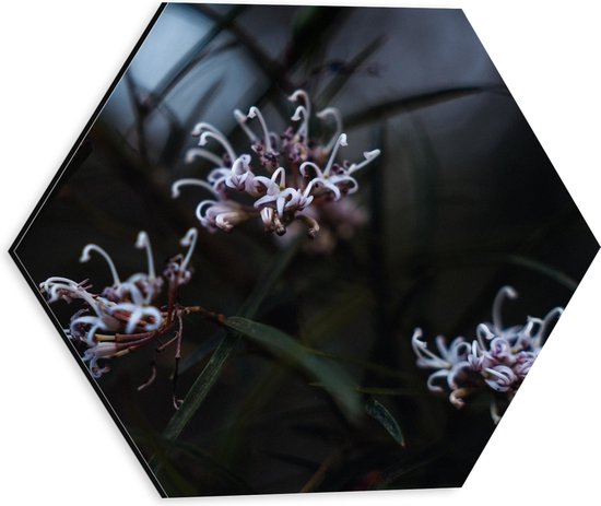 Dibond Hexagon - Drie Bloemen - Grevillea Endlicheriana - 30x26.1 cm Foto op Hexagon (Met Ophangsysteem)