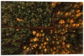 WallClassics - Dibond - Bovenaanzicht van Bos met Groene en Oranje Bomen - 60x40 cm Foto op Aluminium (Wanddecoratie van metaal)