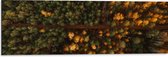 WallClassics - Dibond - Bovenaanzicht van Bos met Groene en Oranje Bomen - 90x30 cm Foto op Aluminium (Wanddecoratie van metaal)