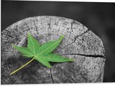 Dibond - Boomstam met een Groen Blad - 80x60 cm Foto op Aluminium (Met Ophangsysteem)