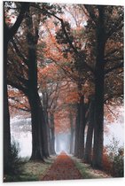 Dibond - Bomen met Herfstbladeren - 80x120 cm Foto op Aluminium (Wanddecoratie van metaal)