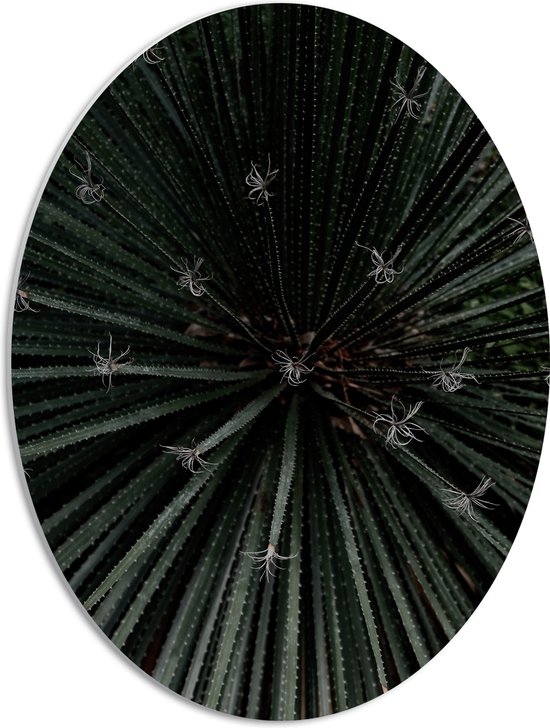 PVC Schuimplaat Ovaal - Bovenaanzicht Groene Planten - 42x56 cm Foto op Ovaal (Met Ophangsysteem)