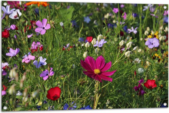 Tuinposter – Bloemenveld met Kleurrijke Bloemen - 105x70 cm Foto op Tuinposter (wanddecoratie voor buiten en binnen)