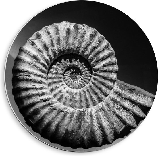 PVC Schuimplaat Muurcirkel - Fossiel in Zwart-Wit - 40x40 cm Foto op Muurcirkel (met ophangsysteem)