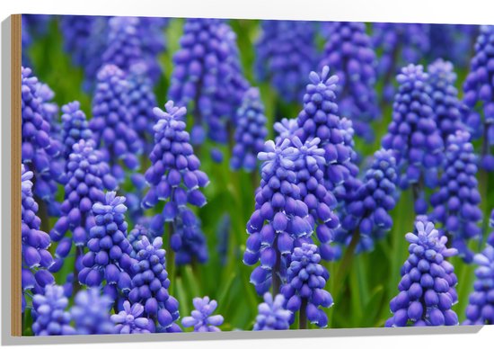 Hout - Paarse Muscari - 90x60 cm - 9 mm dik - Foto op Hout (Met Ophangsysteem)