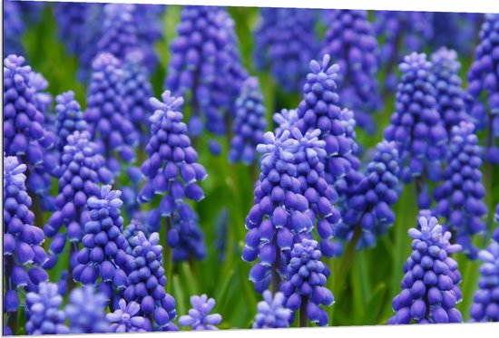 Dibond - Paarse Muscari - 120x80 cm Foto op Aluminium (Met Ophangsysteem)