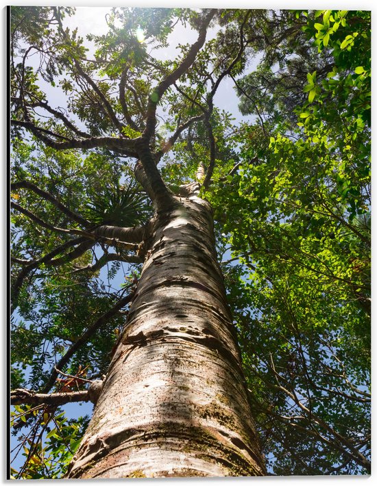 Dibond - Hoge Boom vanaf Kikkerpespectief - 30x40 cm Foto op Aluminium (Wanddecoratie van metaal)