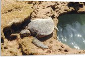 Dibond - Schildpad op Stenen langs een Watertje - 105x70 cm Foto op Aluminium (Met Ophangsysteem)
