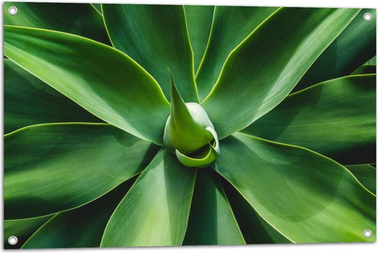 Tuinposter – Groene Bladeren van een Plant - 90x60 cm Foto op Tuinposter (wanddecoratie voor buiten en binnen)