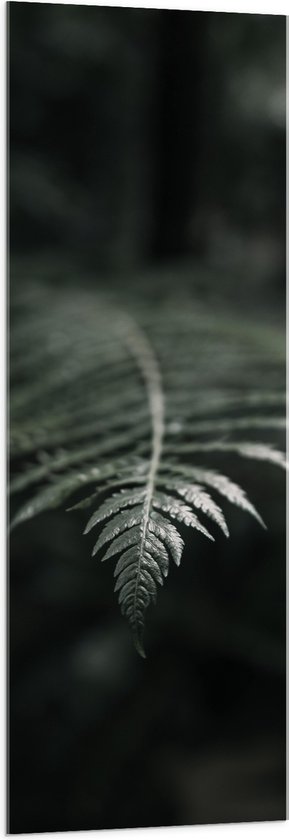 Acrylglas - Groene Varens Plant - 50x150 cm Foto op Acrylglas (Wanddecoratie op Acrylaat)