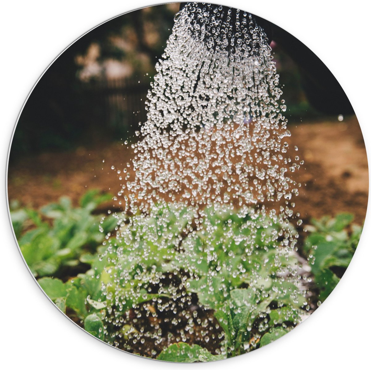 PVC Schuimplaat Muurcirkel - Planten Water Geven met Gieter - 70x70 cm Foto op Muurcirkel