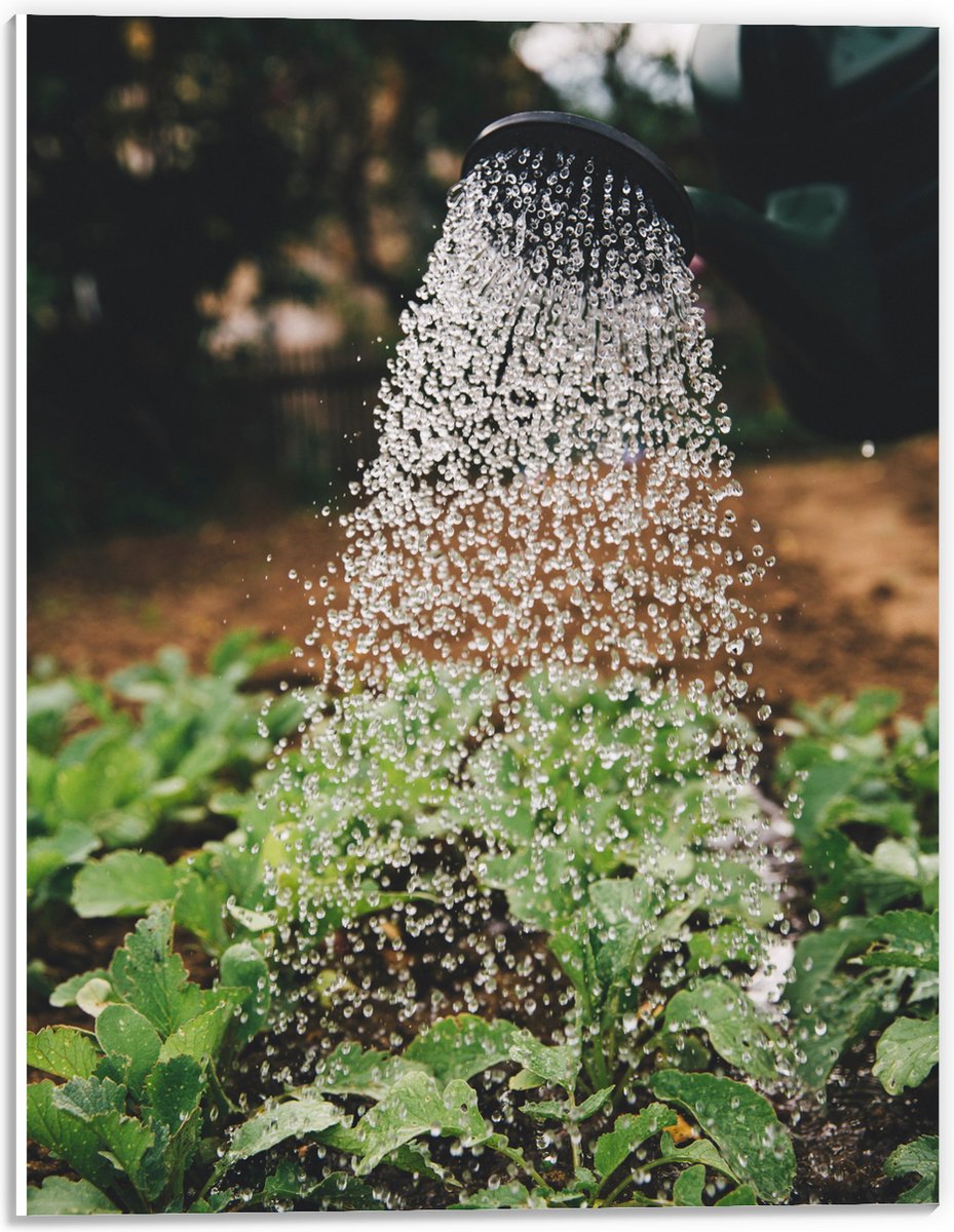 PVC Schuimplaat- Planten Water Geven met Gieter - 30x40 cm Foto op PVC Schuimplaat