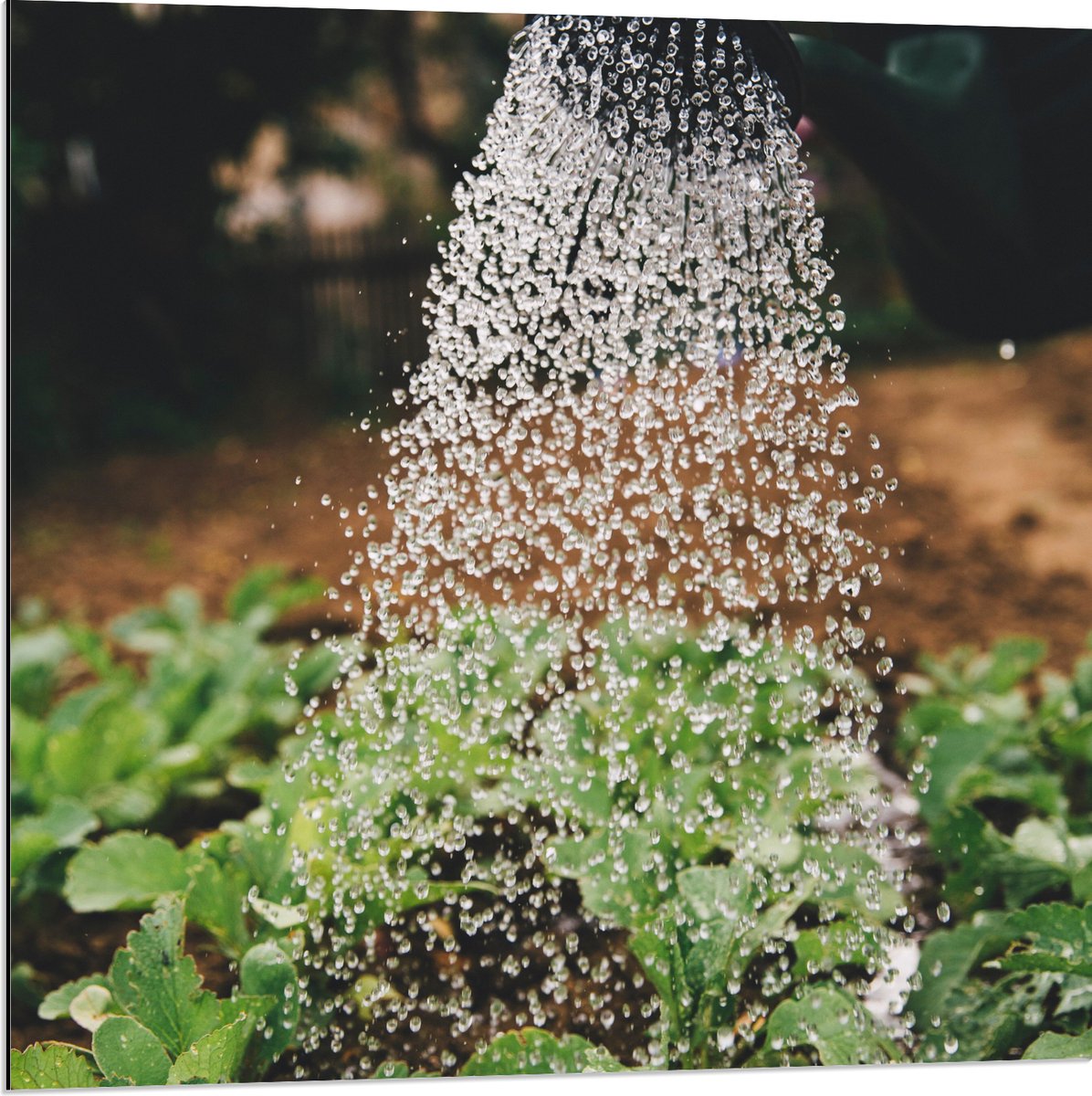 Dibond - Planten Water Geven met Gieter - 80x80 cm Foto op Aluminium (Met Ophangsysteem)