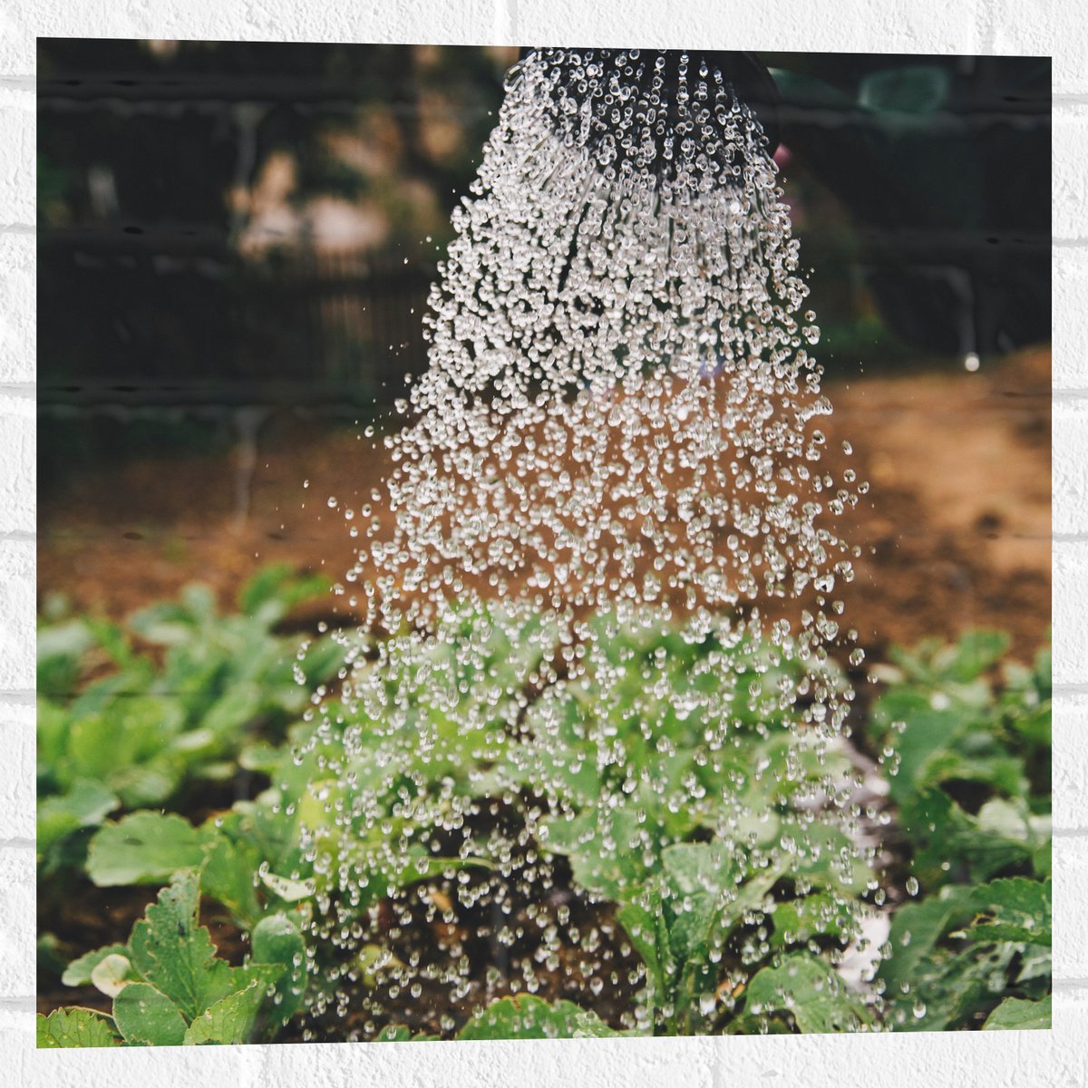 Muursticker - Planten Water Geven met Gieter - 50x50 cm Foto op Muursticker