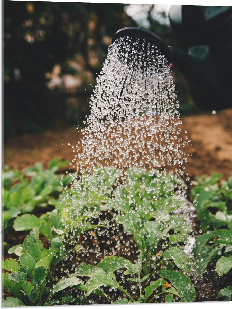 Acrylglas - Planten Water Geven met Gieter - 60x80 cm Foto op Acrylglas (Met Ophangsysteem