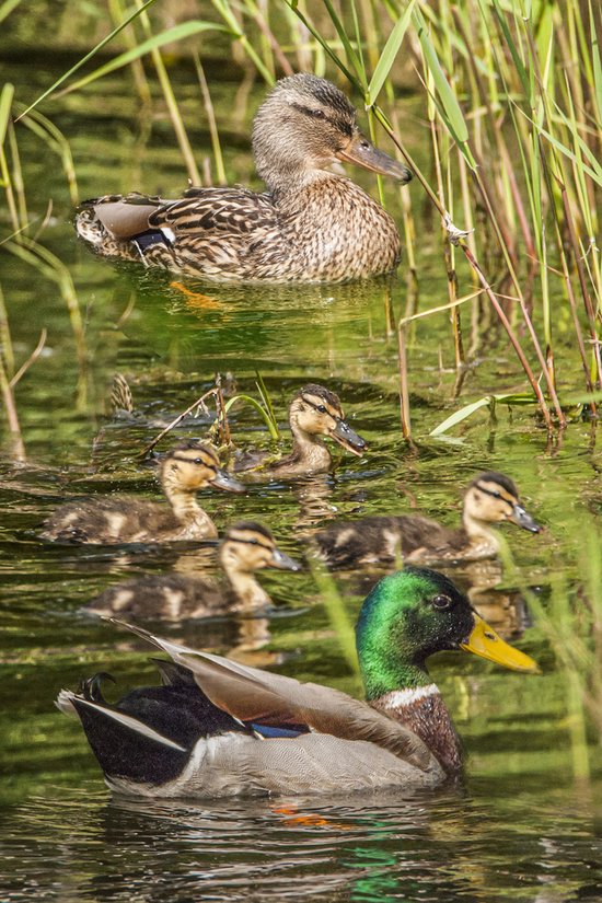 Foto: Set van 10 prentbriefkaarten watervogels serie 2