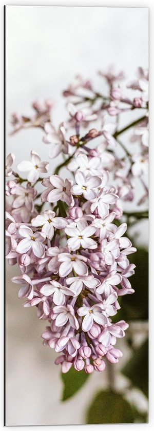 Dibond - Kleine Roze met Witte Bloemen - 40x120 cm Foto op Aluminium (Met Ophangsysteem)