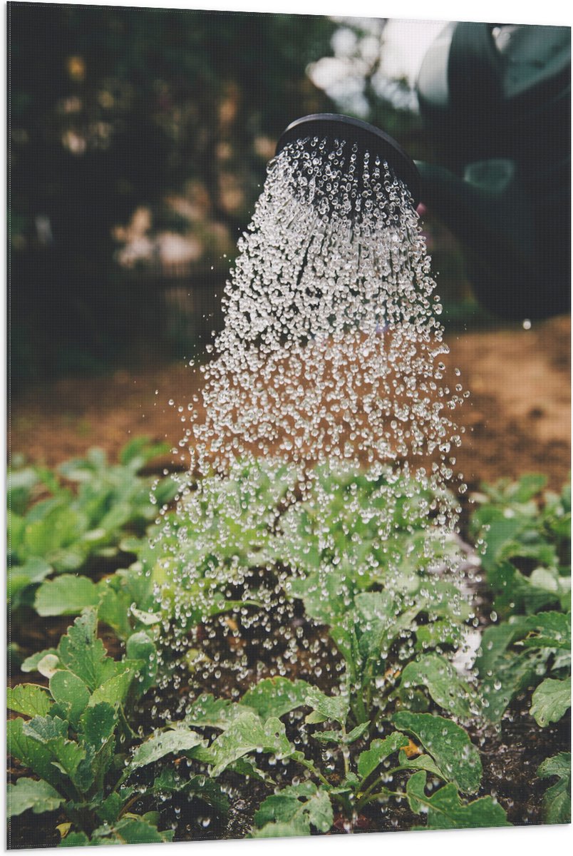 Vlag - Planten Water Geven met Gieter - 80x120 cm Foto op Polyester Vlag
