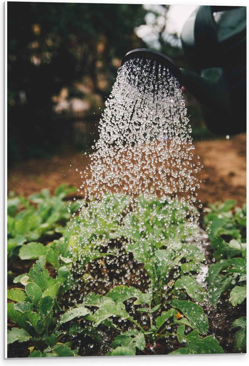PVC Schuimplaat- Planten Water Geven met Gieter - 40x60 cm Foto op PVC Schuimplaat