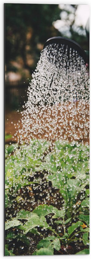 Dibond - Planten Water Geven met Gieter - 30x90 cm Foto op Aluminium (Met Ophangsysteem)