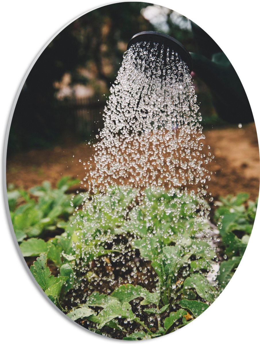 PVC Schuimplaat Ovaal - Planten Water Geven met Gieter - 30x40 cm Foto op Ovaal (Met Ophan