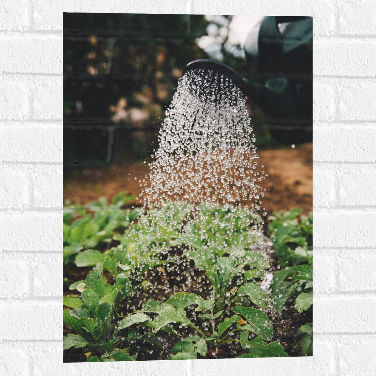 Muursticker - Planten Water Geven met Gieter - 40x60 cm Foto op Muursticker
