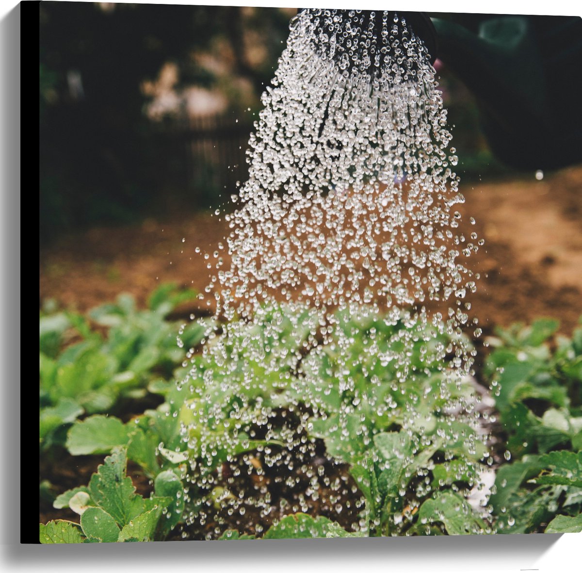 Canvas - Planten Water Geven met Gieter - 60x60 cm Foto op Canvas Schilderij (Wanddecorati