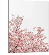 Dibond - Roze Sakura - 75x100 cm Foto op Aluminium (Met Ophangsysteem)