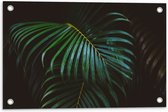 Tuinposter – Groene Palmbladeren - 60x40 cm Foto op Tuinposter (wanddecoratie voor buiten en binnen)