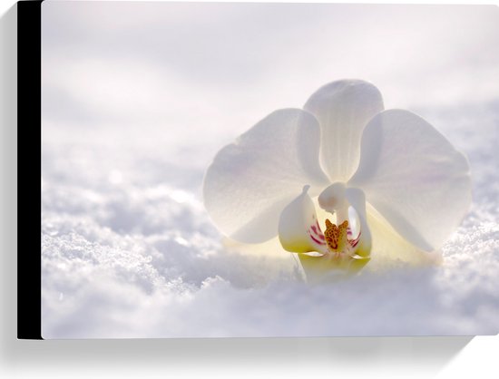 WallClassics - Canvas - Witte Orchidee in de Witte Sneeuw - 40x30 cm Foto op Canvas Schilderij (Wanddecoratie op Canvas)