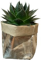 de Zaktus - cactus - Aloe Cosmo - UASHMAMA® paperbag goudzilver - maat M