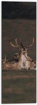 WallClassics - Dibond - Herten met grote Geweien - 30x90 cm Foto op Aluminium (Wanddecoratie van metaal)