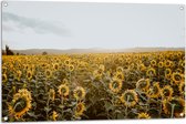 WallClassics - Tuinposter – Veld vol Zonnebloemen - 105x70 cm Foto op Tuinposter (wanddecoratie voor buiten en binnen)