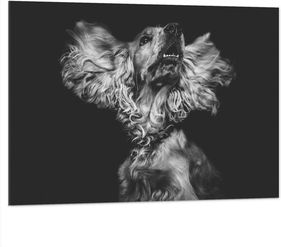 WallClassics - Dibond - Hond met Wapperende Grote Oren in het Zwart Wit - 100x75 cm Foto op Aluminium (Met Ophangsysteem)