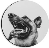 WallClassics - Dibond Muurcirkel - Hond met uitstekende Tong - Herdershond - 20x20 cm Foto op Aluminium Muurcirkel (met ophangsysteem)