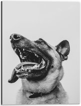 WallClassics - Dibond - Hond met uitstekende Tong - Herdershond - 30x40 cm Foto op Aluminium (Met Ophangsysteem)