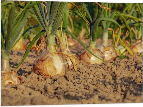 WallClassics - Drapeau - Oignons en Terre - 80x60 cm Photo sur Drapeau Polyester