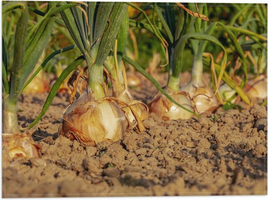 WallClassics - Drapeau - Oignons en Terre - Photo 40x30 cm sur drapeau polyester